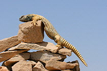 Spiny tailed lizard {Uromastyx aegyptius microlepus} climbing up onto rock, Oman, April