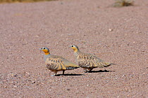 Spotted sandgrouse {Pterocles senegallus} pair on desert floor, Oman, March