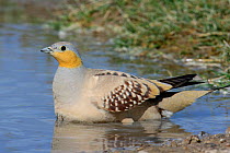 Spotted sandgrouse {Pterocles senegallus} male soaking up water for chicks, Oman, March