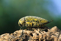 Sulphurous jewel beetle {Julodis euphratica} on tree stub, Oman, May