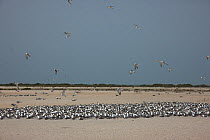 Swift tern {Sterna bergii} breeding colony, Oman, August