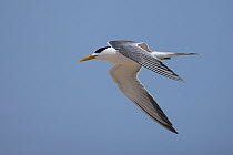 Swift tern {Sterna bergii} adult in flight, Oman, August