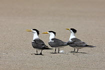 Swift tern {Sterna bergii} three at nests on sand, one with egg, Oman, August