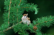 Tree sparrow {Passer montanus} juvenile perched in pine tree, Denmark, June