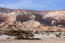 Wadi Shuwaymiyah, a dry riverbed (wadi) with acacia trees at the bottom of a towering mountain side, Oman, March