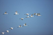 White / Eurasian Spoonbill {Platalea leucorodia} flock in flight, Oman, January