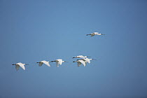 White / Eurasian Spoonbill {Platalea leucorodia} flock in flight, Oman, January