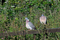 Wood pigeon {Columba palumbus} two perched on fence in early morning light, England, July