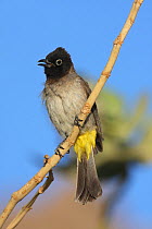Yellow vented bulbul {Pycnonotus xanthopygos} perched, calling, Oman, March
