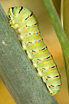 Common Swallowtail (Papilio machaon) caterpillar larva on Fennel. Italy, Europe.