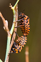 Italian Shield / Harlequin Bug (Graphosoma italicum) mating pair. The red striping is a warning colour of foul taste. Italy, Europe.