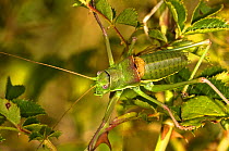 Rough-collared Bush Cricket / Grasshopper(Uromenus rugosicollis) camouflaged on foliage. Italy, S. Europe.