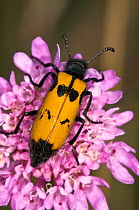 Yellow Meloid / Blister Beetle (Mylabris variabilis) on purple flower feeding on pollen. Italy, Europe.