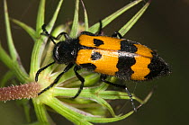 Yellow Meloid / Blister Beetle (Mylabris variabilis) on flower feeding on pollen. Italy, Europe.