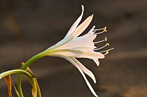 Sea Daffodil / Sea Lily (Pancratium maritimum) flowering, it remains open overnight, when it is pollinated by the Convolvulus Hawkmoth (Herse convolvuli) Italy, Europe
