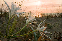 Sea Daffodil / Sea Lily (Pancratium maritimum) flowering on sand dunes late in the afternoon, and remains open overnight, when it is pollinated by the Convolvulus Hawkmoth (Herse convolvuli) Italy, Eu...