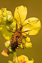 Assassin Bug (Rhinocoris iracundus) on yellow flowers, Italy, Europe.