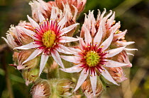 Common houseleek (Sempervivum tectorum) close-up, in flower, Apennine mountains, Italy, Europe.
