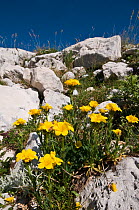 Yellow flax (Linum flavum) flowering in Apennine mountains, Italy, Europe.