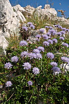 Matted Globularia (Globularia cordifolia) flowering in Apennine mountains, Italy, Europe.