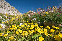 Common Rockrose (Helianthemum nummularium) flowering in the foreground of a display of alpine flowers on Mt Terminillo, Apennine mountains, Italy, Europe.