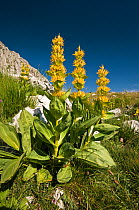 Great Yellow Gentian (Gentiana lutea) flowering in a limestone alpine landscape on Mt Terminillo, Lazio, at 2000m. Apennine mountains, Italy, Europe.