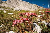Cobweb houseleek (Sempervivum arachnoide) flowering in the Apennine mountains, Italy, Europe.