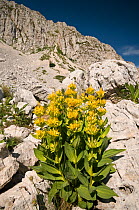 Great Yellow Gentian (Gentiana lutea) growing in a limestone alpine landscape on Mt Terminillo, Lazio, at 2000m. Apennine mountains, Italy, Europe.