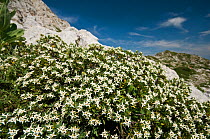 Daphne oleoides in flower. This is a dwarf, highly fragrant, alpine shrub  Toxic if in contact with skin. Mt Simbruini, Apennine mountains Italy, Europe.