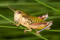Brown mountain grasshopper (Podisma pedestris) resting on grass stems, Mt Terminillo, Apennine mountains, Italy, Europe.