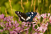 Southern White Admiral butterfly (Limenitis reducta) at 1800m on Mt. Terminillo feeding on Adenostylis. Apennine mountains, Italy, Europe.