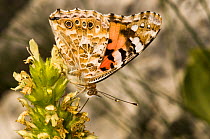 Painted Lady butterfly (Vanessa cardui) at rest, feeding on nectar. Part of the migration of 2009 photographed on Mt terminillo at 2000m. Apennine mountains, Italy, Europe.