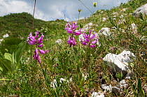 Tufted Milkwort (Polygala comosa) flowering in alpine mountain meadow at 200m. Mt Terminillo, Lazio, Apennine monutains, Italy, Europe.
