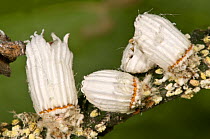 Cottony cushion scale insects (Icerya purchasi) egg cases and insects feeding on Lemon tree (Citrus sp) branches. Italy