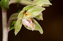 Broad-leaved helleborine (Epipactis helleborine) flowering. This is a widespread orchid of woodlands and also open areas such as sand dunes. Italy, Europe.