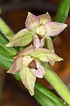 Broad-leaved helleborine (Epipactis helleborine) flowering. This is a widespread orchid of woodlands and also open areas such as sand dunes. Italy, Europe.