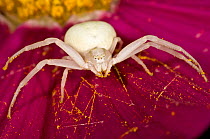 Crab / Goldenrod spider (Misumena vatia) alert and waiting for prey on a flower petal, in garden at Podere Montecucco, Italy.