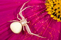 Crab / Goldenrod spider (Misumena vatia) alert and waiting for prey on a flower petal, in garden at Podere Montecucco, Italy, Europe.