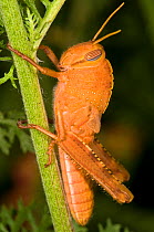 Egyptian Locust (Anacridium aegyptium) immature adult in garden at Podere Montecucco, Italy, Europe.