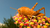 Egyptian Locust (Anacridium aegyptium) immature adult in garden at Podere Montecucco, Italy, Europe.
