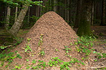 Wood Ant (Formica rufa) nest made from pine debris in mountain woodland. Wood ants are protected by law in Italy for their role in destroying forest pests. Italy, Europe.