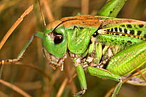 Wart Biter (Decticus verrucivorus) head portrait. So-called because in Sweden it was once used to bite off warts. Italy, Europe.