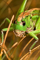 Wart Biter (Decticus verrucivorus) head portrait. So called because in Sweden it was once used to bite off warts. Italy, Europe.