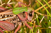 Wart Biter (Decticus verrucivorus) head portrait. So called because in Sweden it was once used to bite off warts. Italy, Europe.