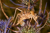 Grasshopper (Ephippiger ephippiger) female egg laying on Thistle flower. Italy, Europe.