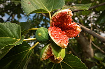 Cultivated Fig tree (Ficus carica) with over-ripe fruit, bursting after autumnal rains. Italy, Europe.