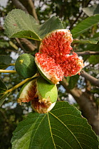 Cultivated Fig tree (Ficus carica) with over-ripe fruit, bursting after autumnal rains. Italy, Europe