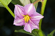 Aubergine /  Eggplant / Nightshade (Solanum melongena) close-up of flower, Italy.