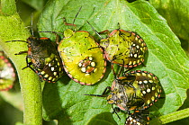 Shield / Southern Green Stink Bugs (Nezara viridula) shown here in various nymphal stages. They can cause damage to peas, potatoes and tomatoes. Italy, Europe.