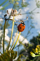 7-spot Ladybird (Coccinella septempunctata) in a garden, Italy, Europe.